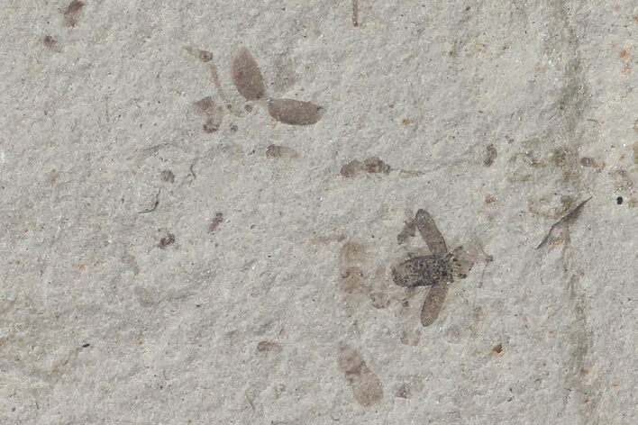 Fossil Bee (Hymenoptera)- Green River Formation, Utah #109191